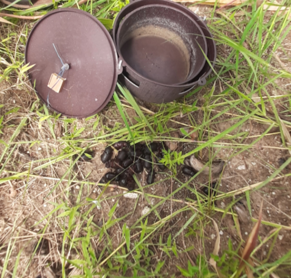 Rhinoceros Beetle Trap set-Oryctes rhinoceros